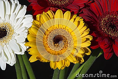 Several colourful gerberas as bouquet Stock Photo