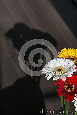 Several colourful gerberas with shadow on the wooden background Stock Photo