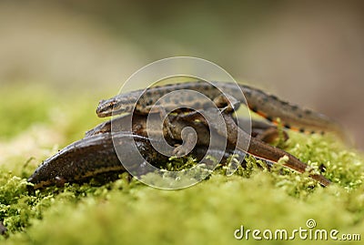 Several Common Newts, Triturus vulgaris, also known as Smooth Newt on moss in springtime. They have just emerged from hibernation. Stock Photo