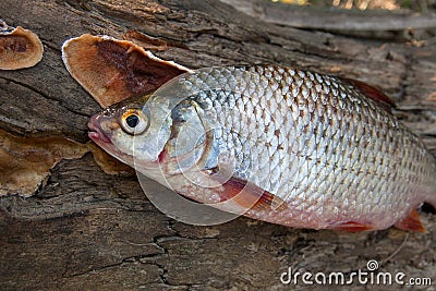 Several common roach fish on green grass. Catching freshwater fish on natural background. Stock Photo