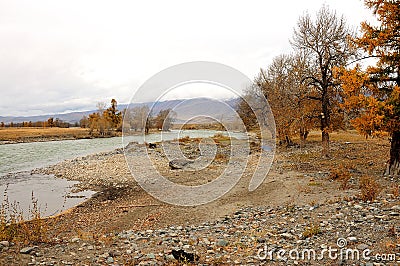 Several coniferous trees grow on the rocky bank of a small mountain river flowing through the steppe, surrounded by high mountains Stock Photo