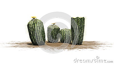 Several different Barrel cacti Stock Photo