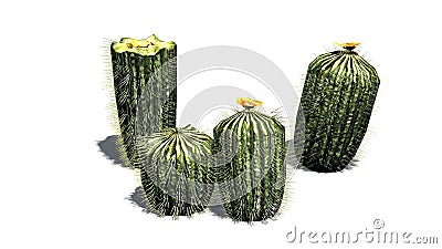 Several different Barrel cacti Stock Photo