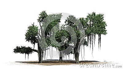 Several different Chinese Banyan trees Stock Photo