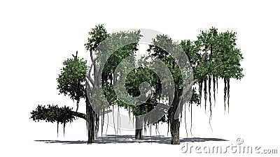 Several different Chinese Banyan trees Stock Photo