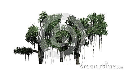 Several different Chinese Banyan trees Stock Photo