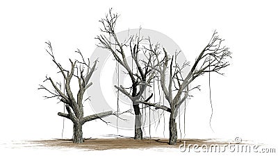 Several different Chinese Banyan trees in the weinter Stock Photo