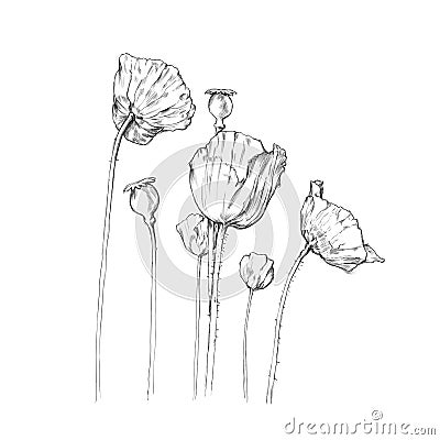 Several different poppy flowers Stock Photo
