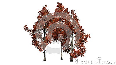 Several different Red Maple trees in fall Stock Photo