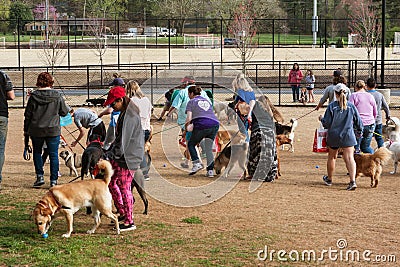 Several Dogs Sniff Doggy Treats At Plastic Easter Egg Hunt Editorial Stock Photo