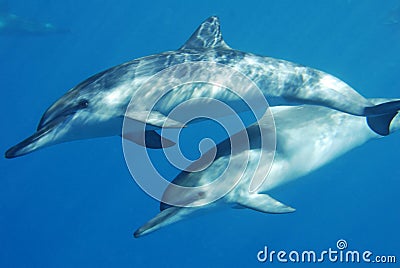 Several dolphins swimming next to each other Stock Photo