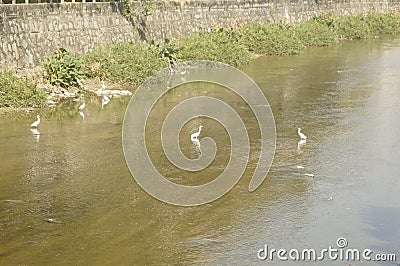 Several egrets in shallow water river play leisure, very lovely appearance Stock Photo