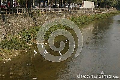 Several egrets in shallow water river play leisure, very lovely appearance Stock Photo