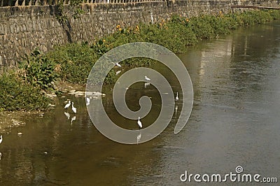 Several egrets in shallow water river play leisure, very lovely appearance Stock Photo