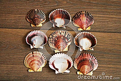 Several empty beautiful scallop shells patterned on a brown table Stock Photo