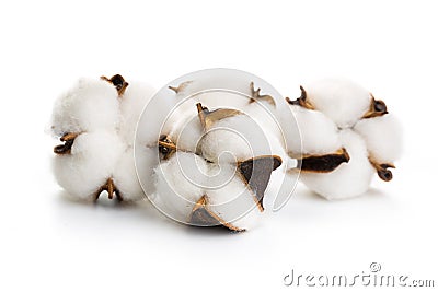 Several flowers of cotton isolated on a white background Stock Photo