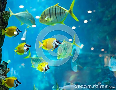 several foxface fish in blue water Stock Photo