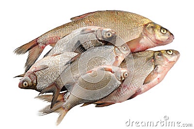 Several fresh freshwater fish Stock Photo