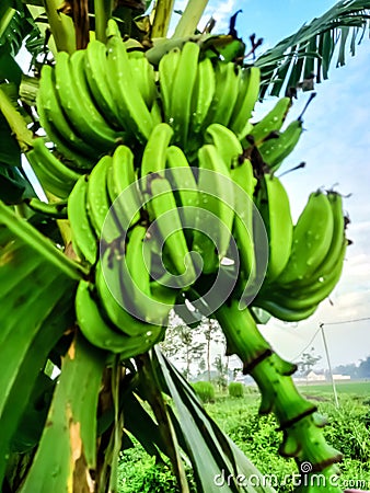 several fresh green bananas with the stems Stock Photo