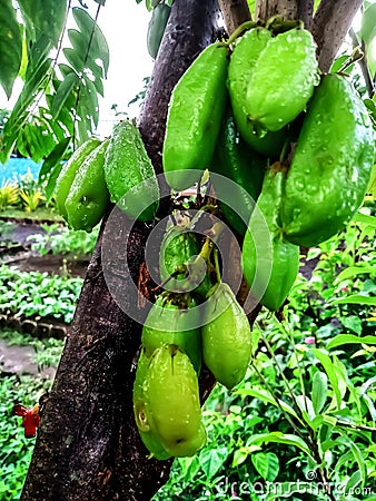 several fresh green star fruit and stems Stock Photo