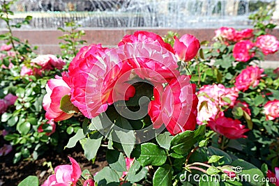 Several fresh pink blooming roses close up view Stock Photo