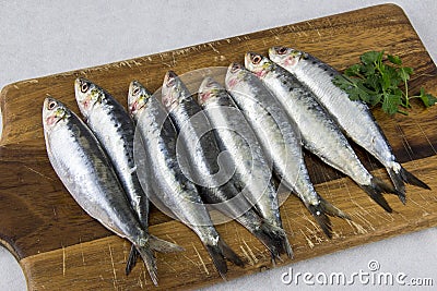Several fresh sardines Stock Photo