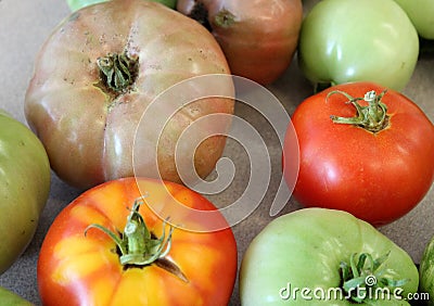 Bright and colorful fresh tomatoes just picked from the backyard garden Stock Photo