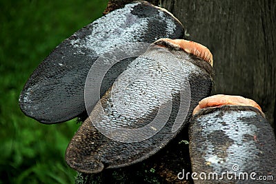 Several Frozen Beaver tails on a natural wooden background Stock Photo