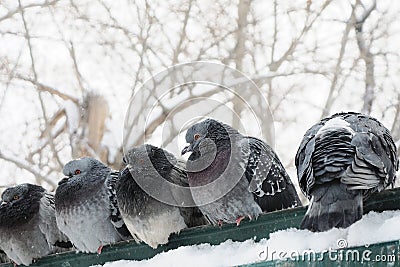 Several gray pigeon pigeons are sitting on a railing against a background of snowy trees. Stock Photo