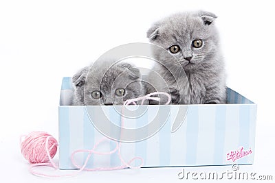 Several gray Scottish Fold kittens Stock Photo