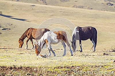 Several horses of different colors and breeds graze in a spring meadow Stock Photo