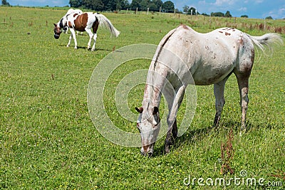 Several horses on the meadow feeding in the sun Stock Photo