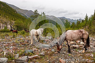 Several horses walk on stones in the mountains. Stock Photo