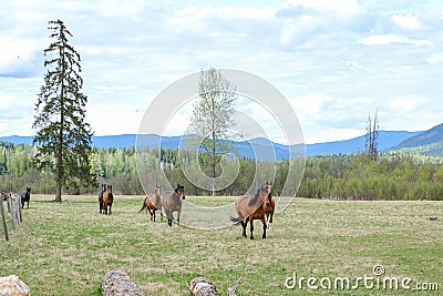 Several horses walking in a field at the ranch on bright summer day Stock Photo