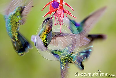 Hummingbirds 841521 Stock Photo