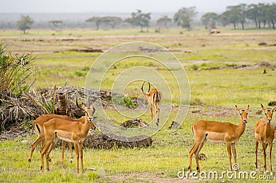 Several impalas grazing in the savannah grassland of Amboseli Pa Stock Photo