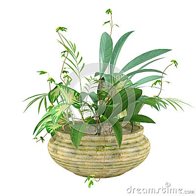 Several kinds of plants in the pot Stock Photo
