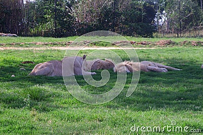 Several large lions rest on the green grass Stock Photo