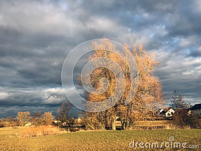 Several large trees are bathed in the setting sun in the evening. Behind them are picturesque rain clouds Stock Photo