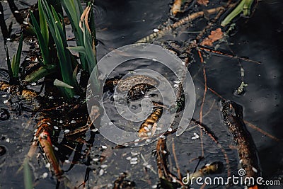 Several layers of frog roe in pond in spring, couple of common cute huge frogs swim in water, embryos tadpoles close-up, Frogspawn Stock Photo