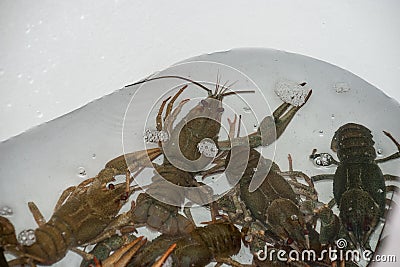 Several live green crayfish in a white bath closeup Stock Photo