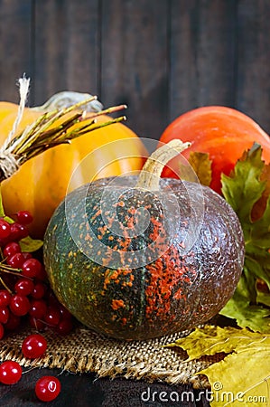 Several multicolored pumpkins yellow, orange, brown spotted and viburnum lie Stock Photo