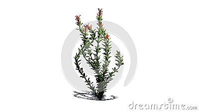 Several Ocotillo flowers - isolated on white background Stock Photo