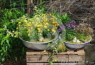 Several perennial plants pottet in old containers. Stock Photo