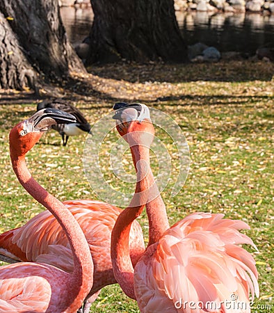 Several Pink Flamingos near pond Stock Photo