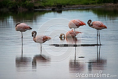 Several pink flamingos stand in the water. Shevelev. Stock Photo