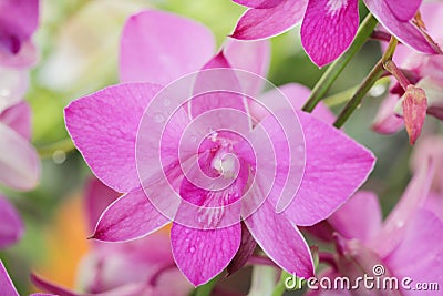 Several Pink orchid flowers in the garden.blur Background. Stock Photo