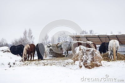 Several plow horses feeding on hay in paddock on farm during the winter season Stock Photo