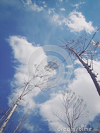 Poplar blue sky Stock Photo