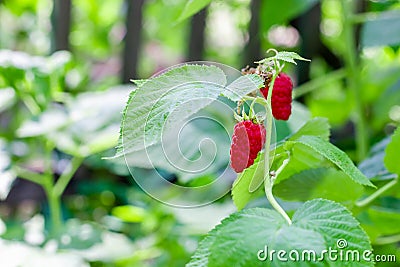 Several raspberries on a raspberry bush. Picking raspberries. Stock Photo